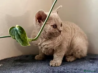 Selkirk Rex cats RARE LILAC SELKIRK REX 🐈😻 - Advert 6