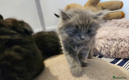 British Shorthair cats for sale: 4 lovely kittens - Image 12