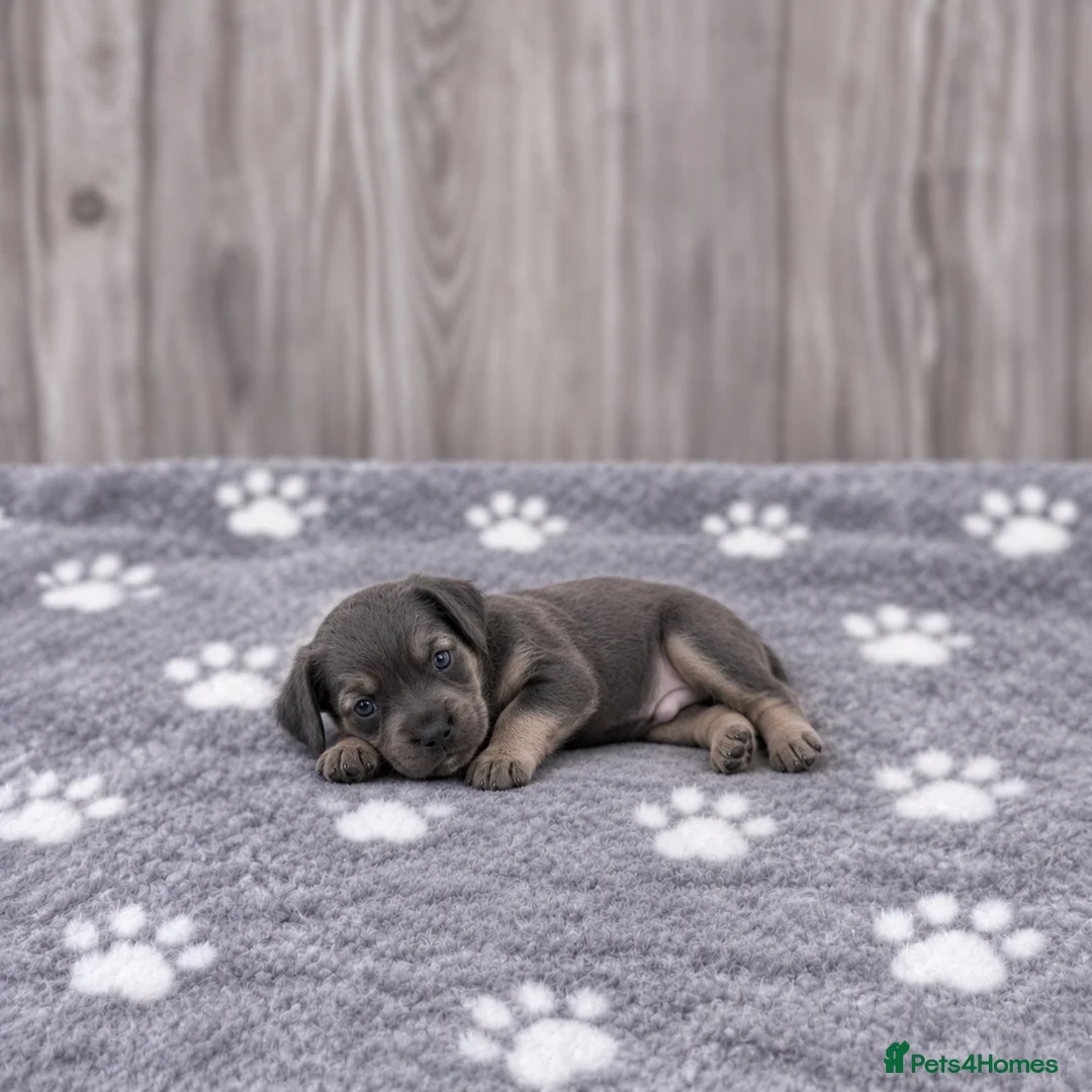 Miniature Dachshund dogs for sale: Happy and healthy miniature dachshund puppies  in Hull - Advert 11