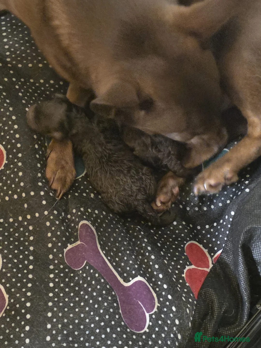 Mixed Breed dogs for sale: Cockapoochi puppies - Advert 2