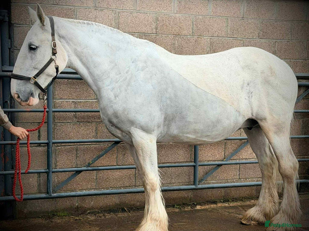 Shire horses for sale: Big Jazz !!  - Image 3