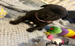 Staffordshire Bull Terrier dogs for sale: Floyd & Sky - Advert 1