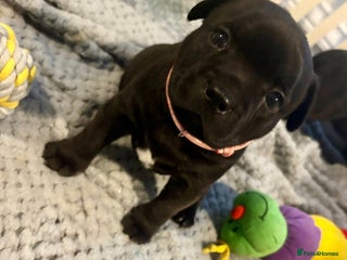 Staffordshire Bull Terrier dogs Floyd & Sky - Advert 5