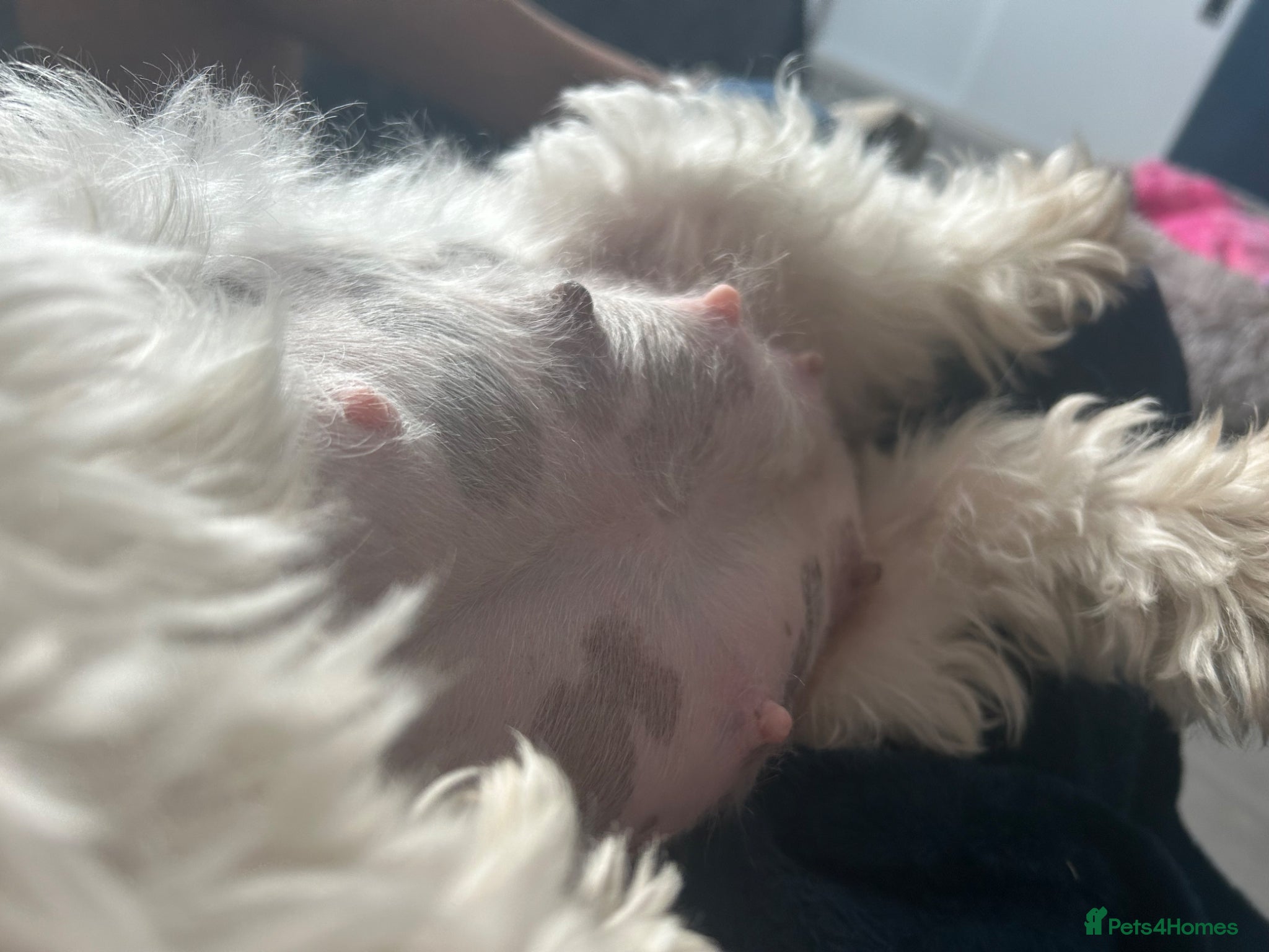 Shih Tzu dogs for sale: Full pedigree imperial Shih ztu - Advert 23