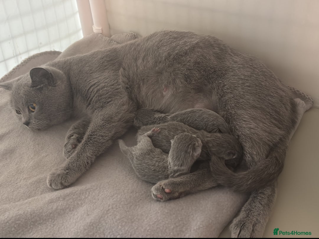 British Shorthair cats for sale: Beautiful BSH Kittens GCCF,  **  Ready Viewings  - Advert 3