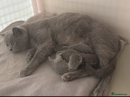 British Shorthair cats Beautiful BSH Kittens GCCF, Xmas Ready Viewings - Advert 2