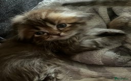 Scottish Fold cats for sale: 1 fold 2 straight Scottish darlings  - Image 14