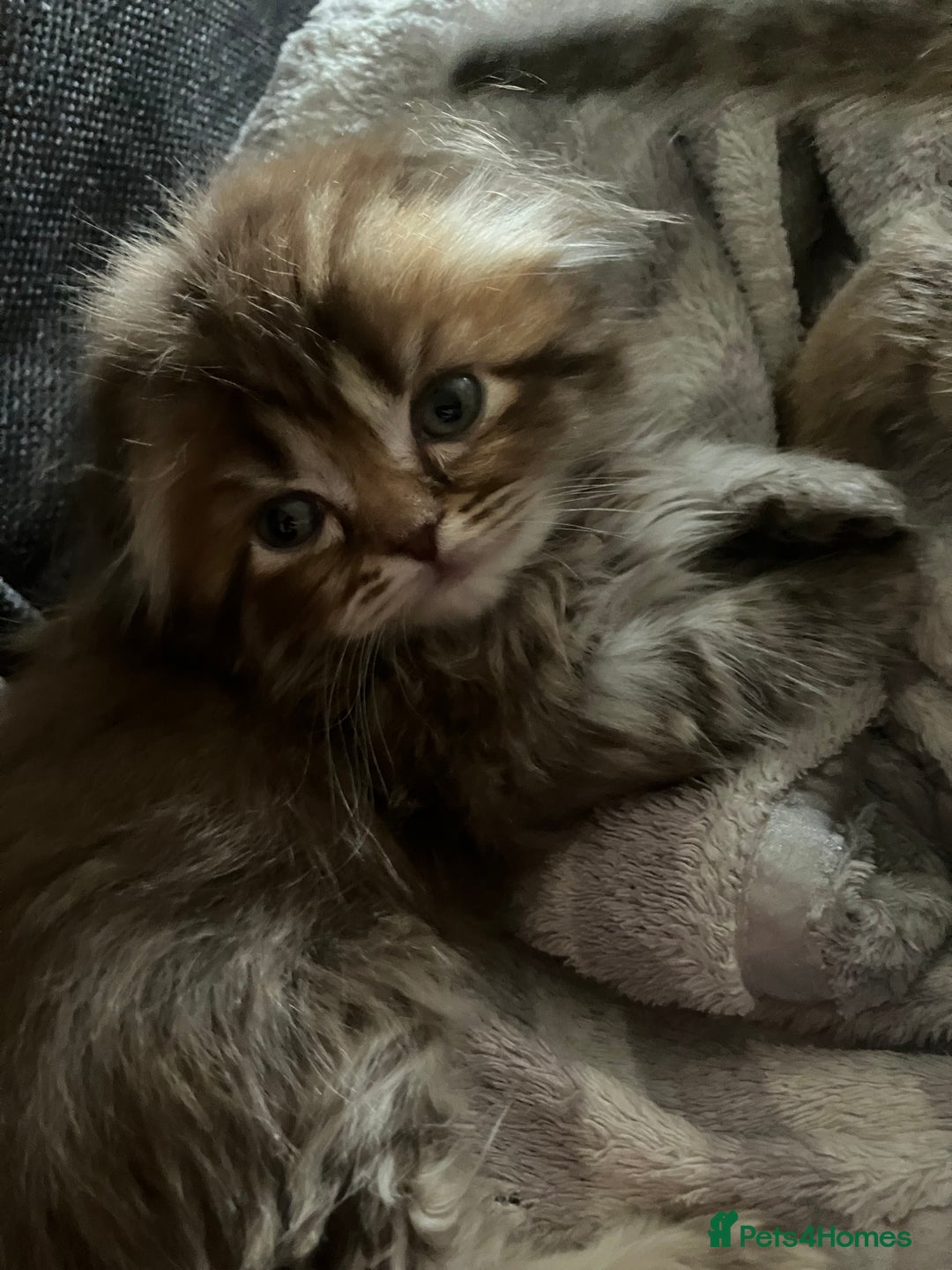 Scottish Fold cats for sale: 1 fold 2 straight Scottish darlings  - Image 14