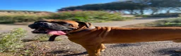 Boxer dogs for stud: Handsome Purebred Boxer – Puppy Back Deal Offered - Advert 3