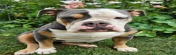 Olde English Bulldogge dogs for sale: Beautiful Lady  - Advert 5