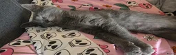 Mixed Breed cats for sale: Gray tabby kitten in North Walsham - Advert 6
