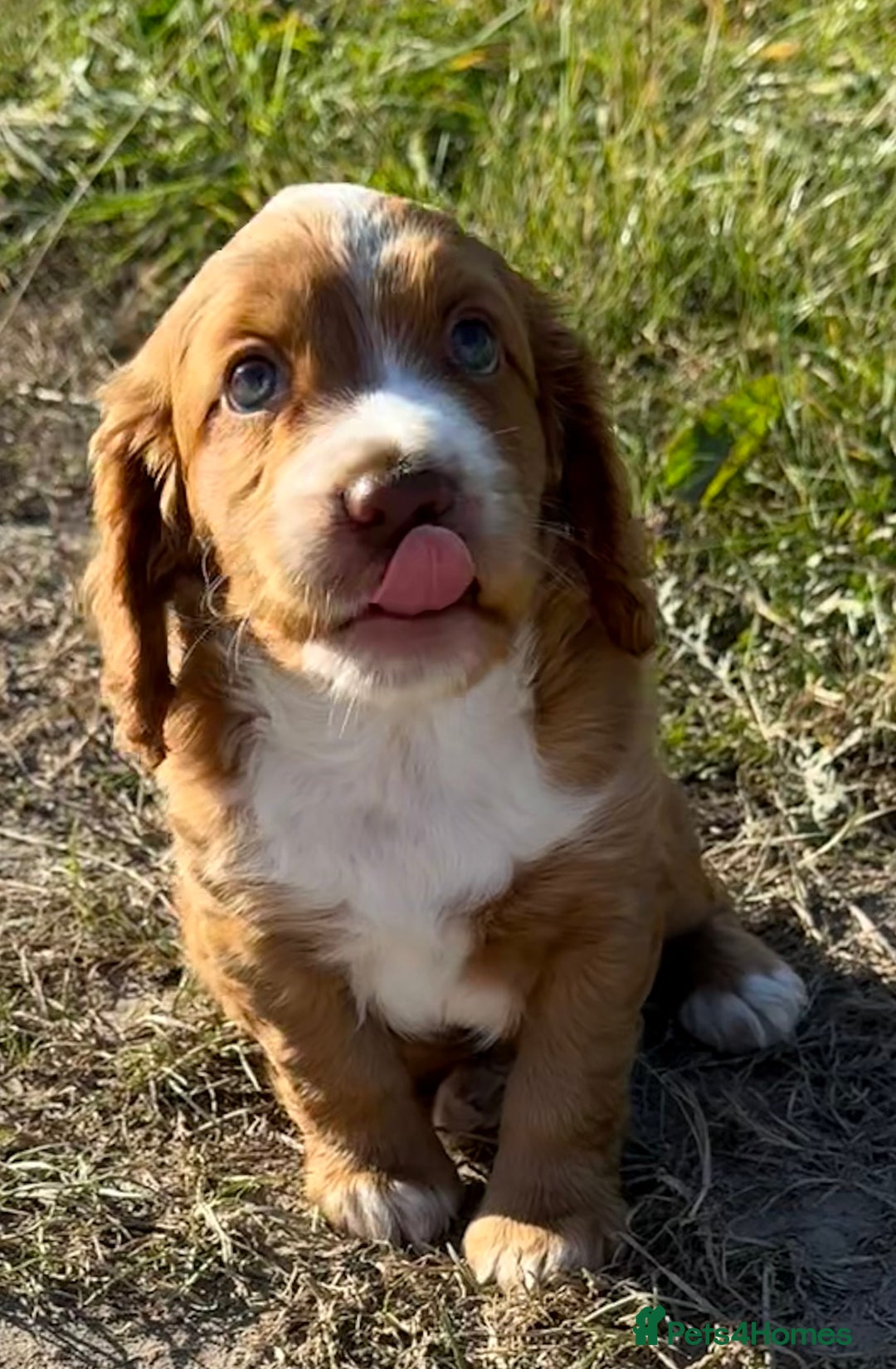 Cocker Spaniel dogs for sale: DARK RED W/COCKER SPANIEL BOY PUPPIES AVAILABLE  - Image 7