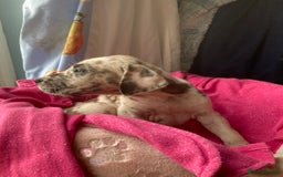 Great Dane dogs for sale: Harlequin pups  - Image 13