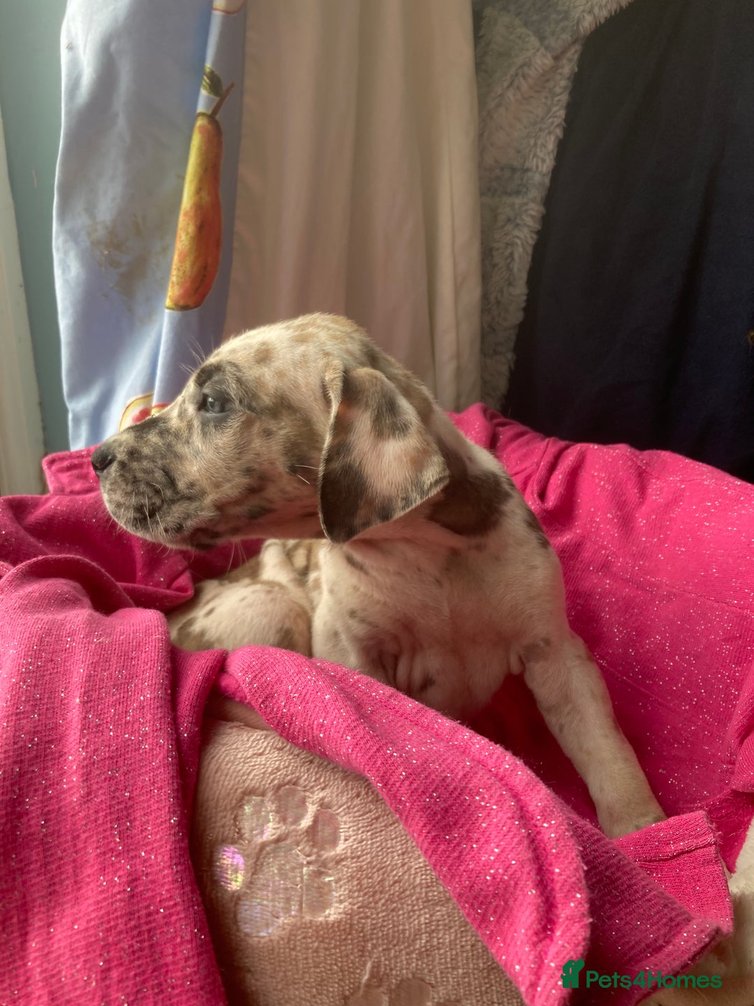 Great Dane dogs for sale: Harlequin pups  - Image 13
