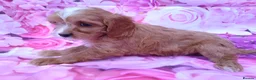 Cavapoo dogs for sale: Cavapoo fur babies  - Advert 9