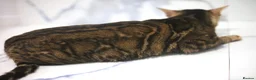 Bengal cats for sale: Unique Line Bengals Expected  - Advert 17