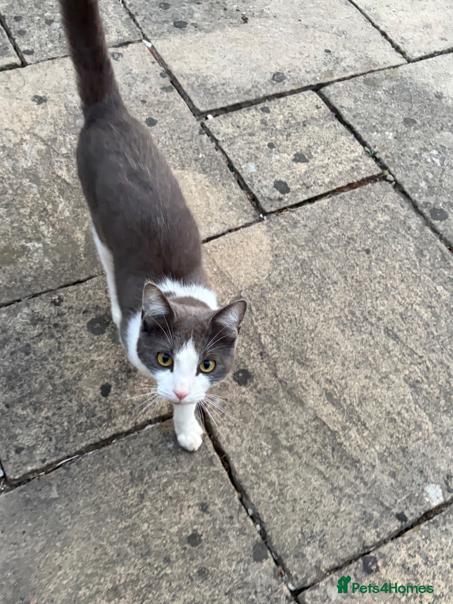 Ragdoll cats Male ragdoll x BSH 11months - Advert 12