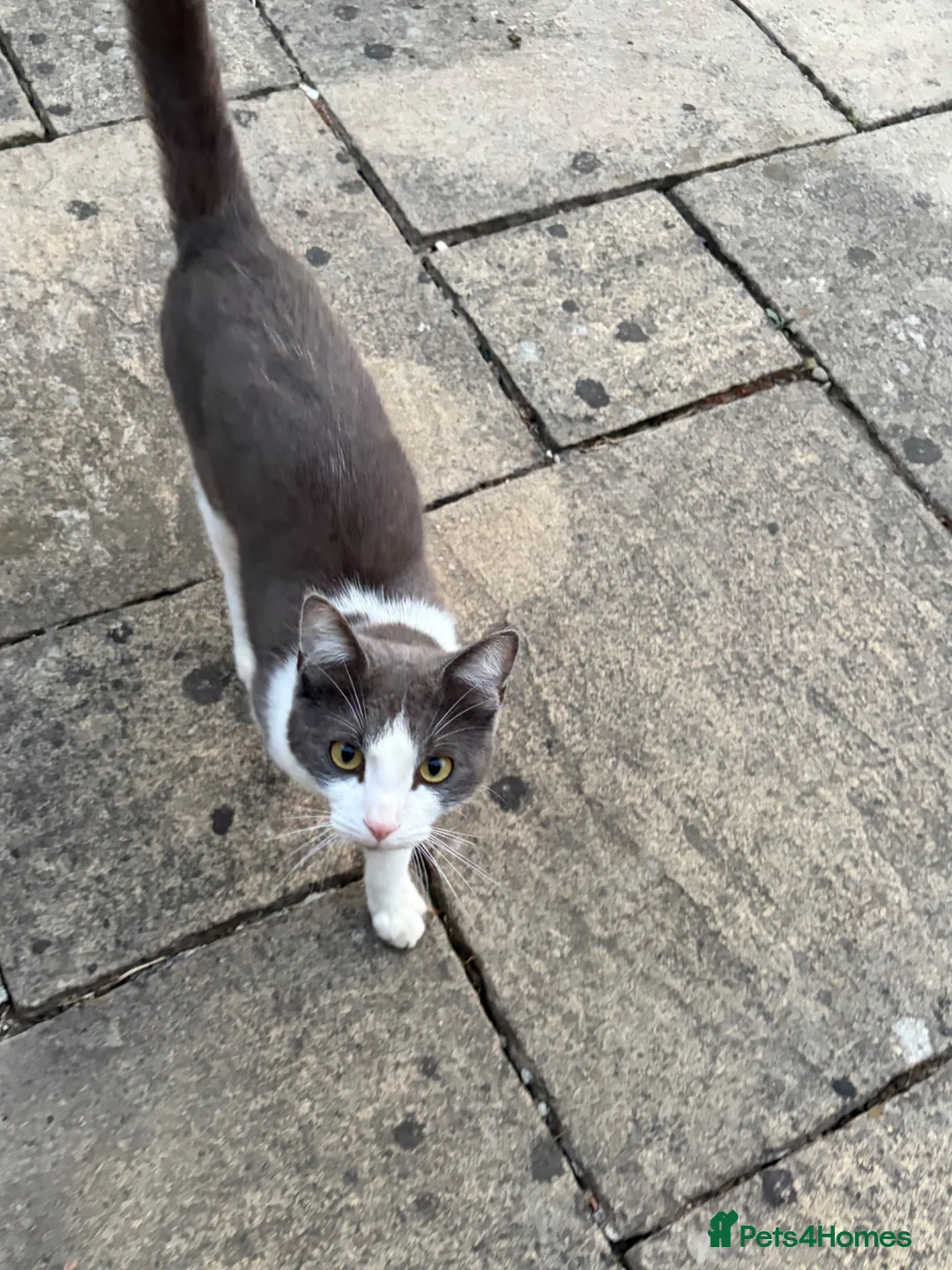 Ragdoll cats for sale: Male ragdoll x BSH 11months - Advert 1