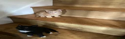 Mixed Breed cats for sale: Gorgeous kittens - Advert 7