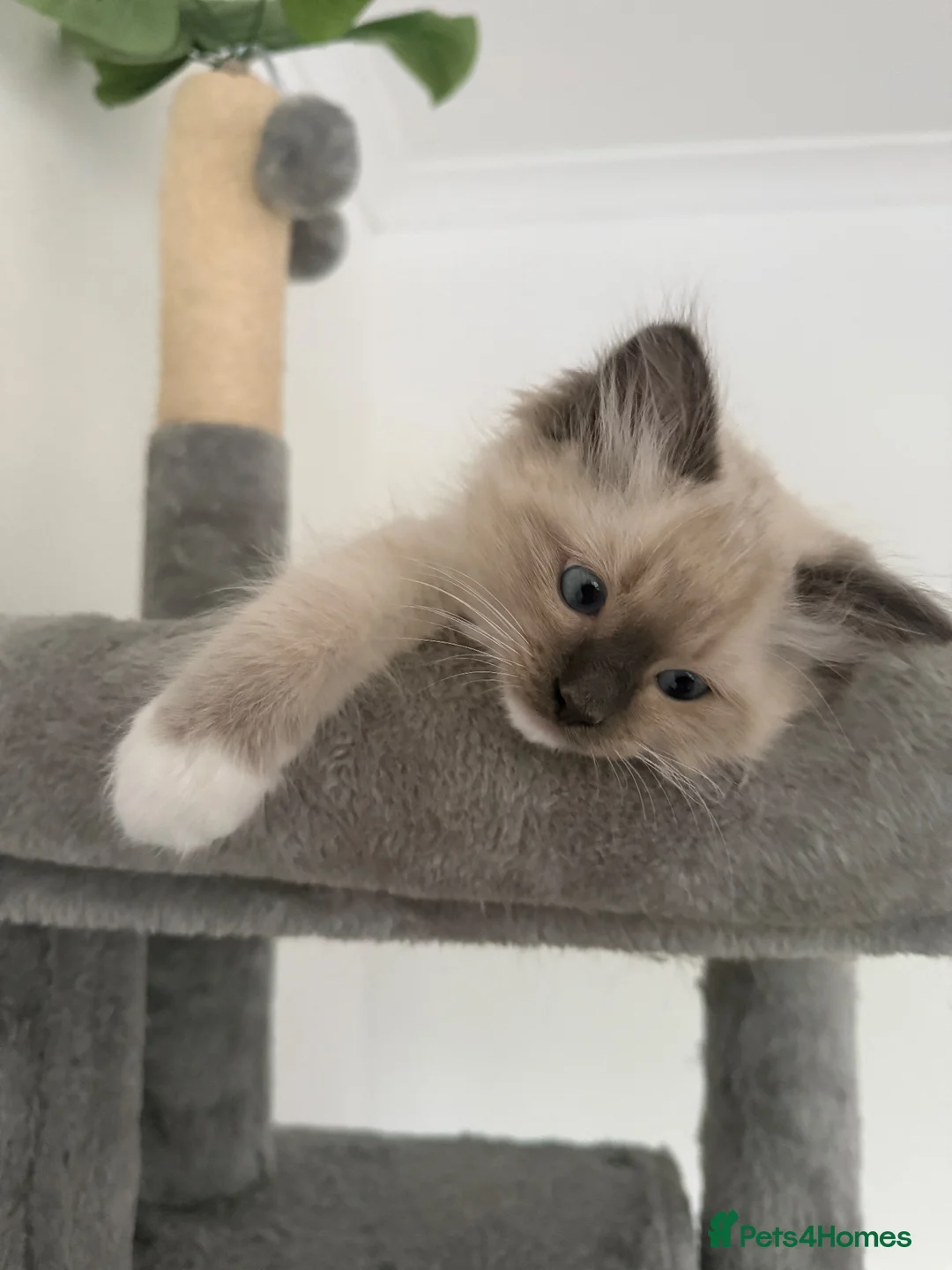 Ragdoll cats for sale: The most special gentle little boy  - Advert 2