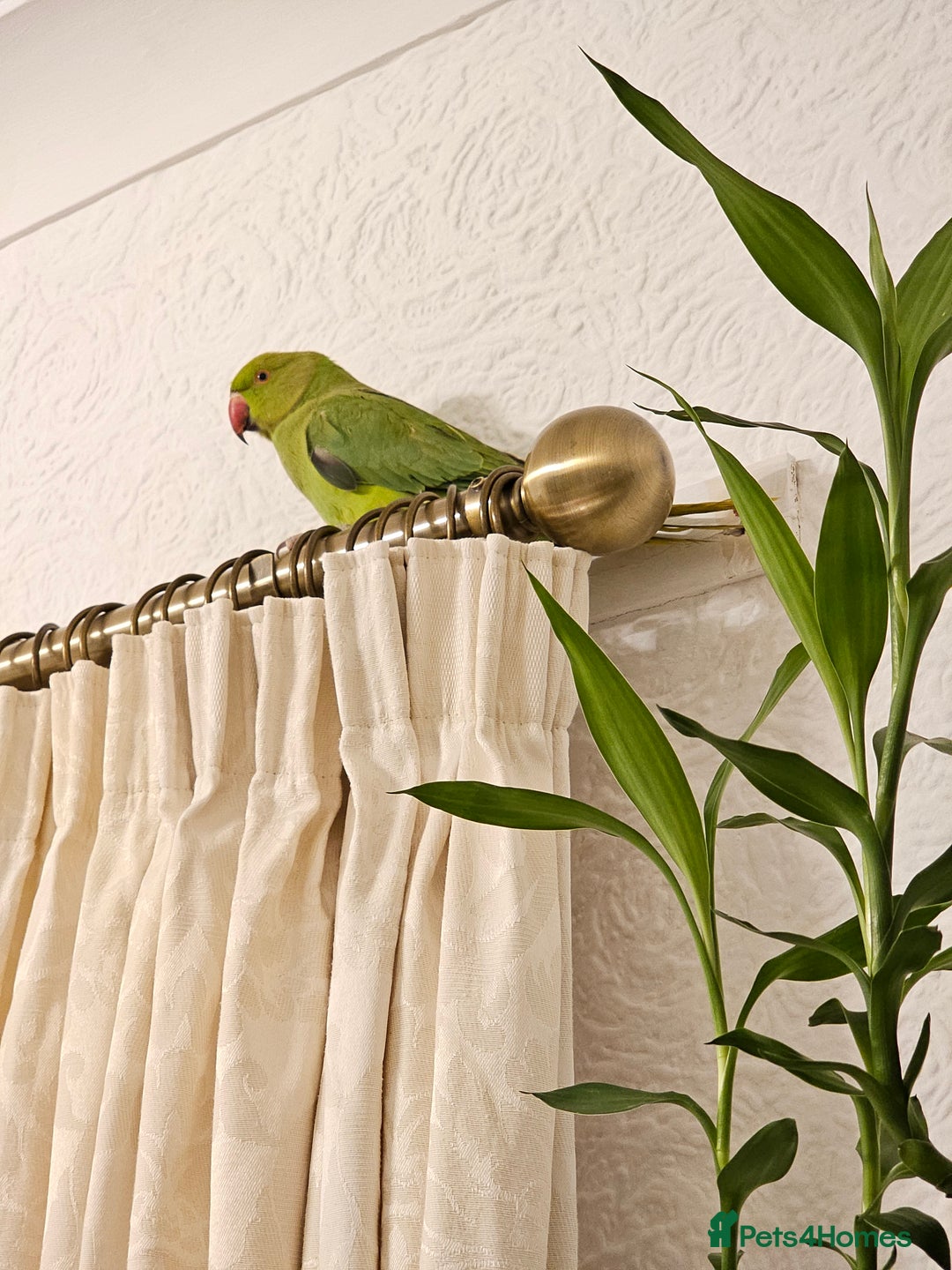 Ringnecks birds for sale: Sell parrot  Ringneck  - Advert 3