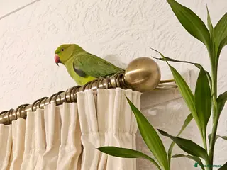 Ringnecks birds Sell parrot Ringneck - Advert 18