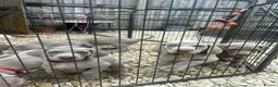 Weimaraner dogs for sale: Long & Short Haired Weimaraner KC reg - Advert 11
