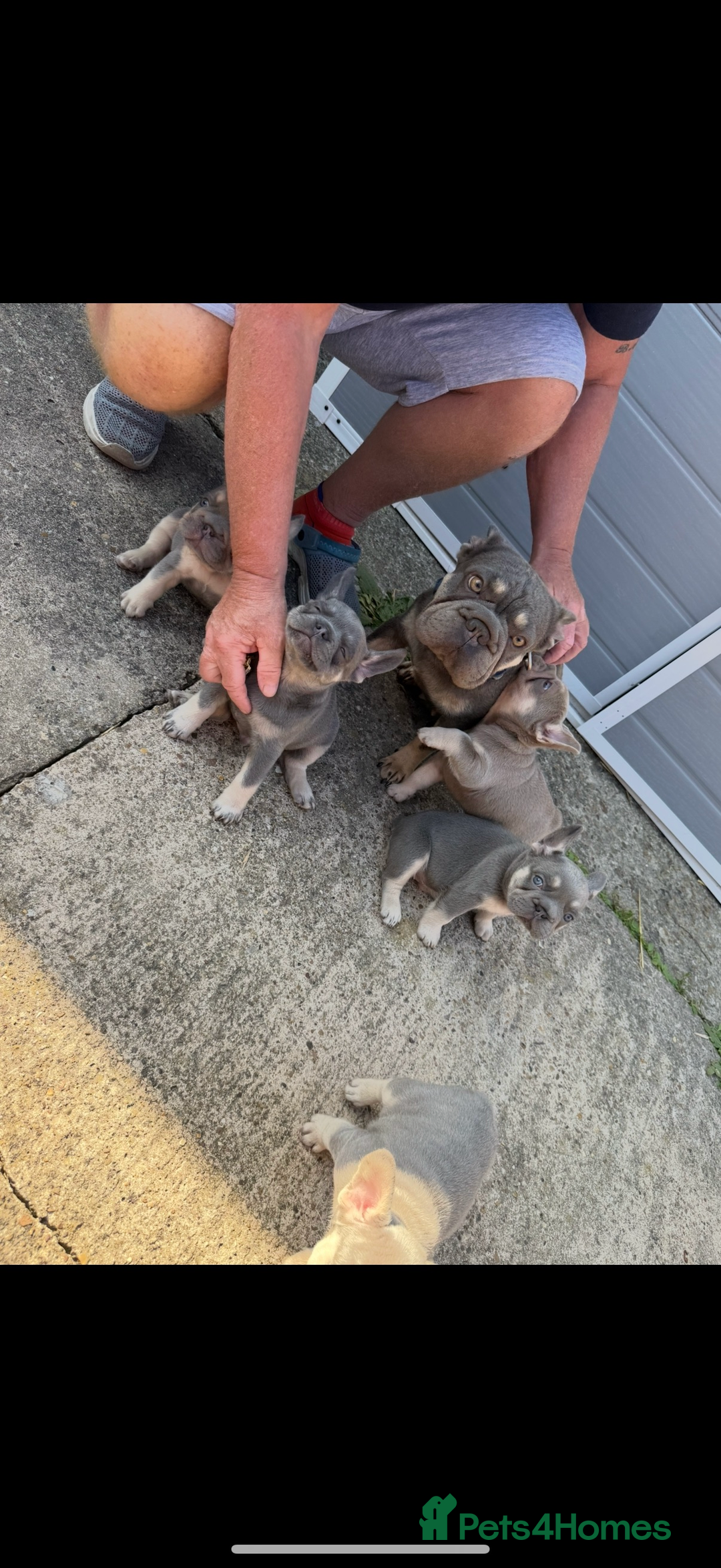 French Bulldog dogs for sale: ** frenchies  - Image 5