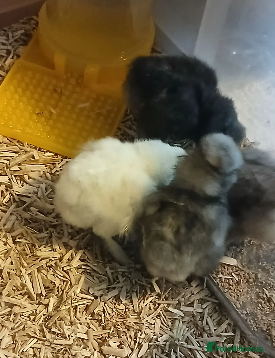 Chickens poultry for sale: Mixed usa silkie chicks - Advert 3
