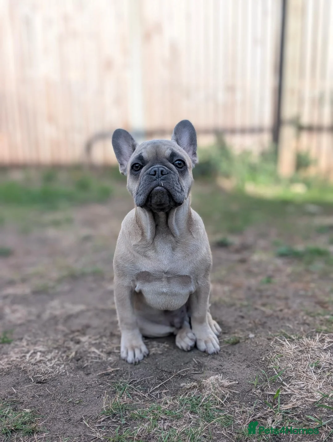 French Bulldog dogs for sale: French Bulldog Puppy in Enfield - Advert 2