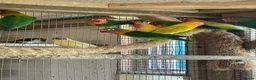 Lovebirds birds for sale: Beautiful Lovebirds For Sale - Advert 7