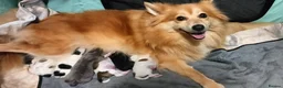 Pomeranian dogs for sale: pomeranian puppies  forsale in Blairgowrie - Advert 4