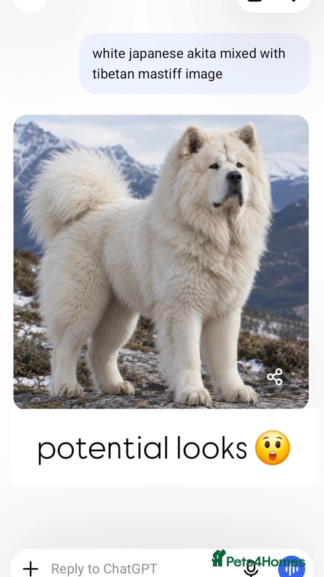 Mixed Breed dogs for sale: LIMITED WHITE JAPANESE AKITA/TIBETAN/HUSKY MIX  - Advert 2