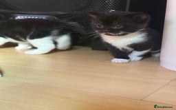 Brazilian Shorthair cats for sale: Kitten 🐈‍⬛  - Image 9