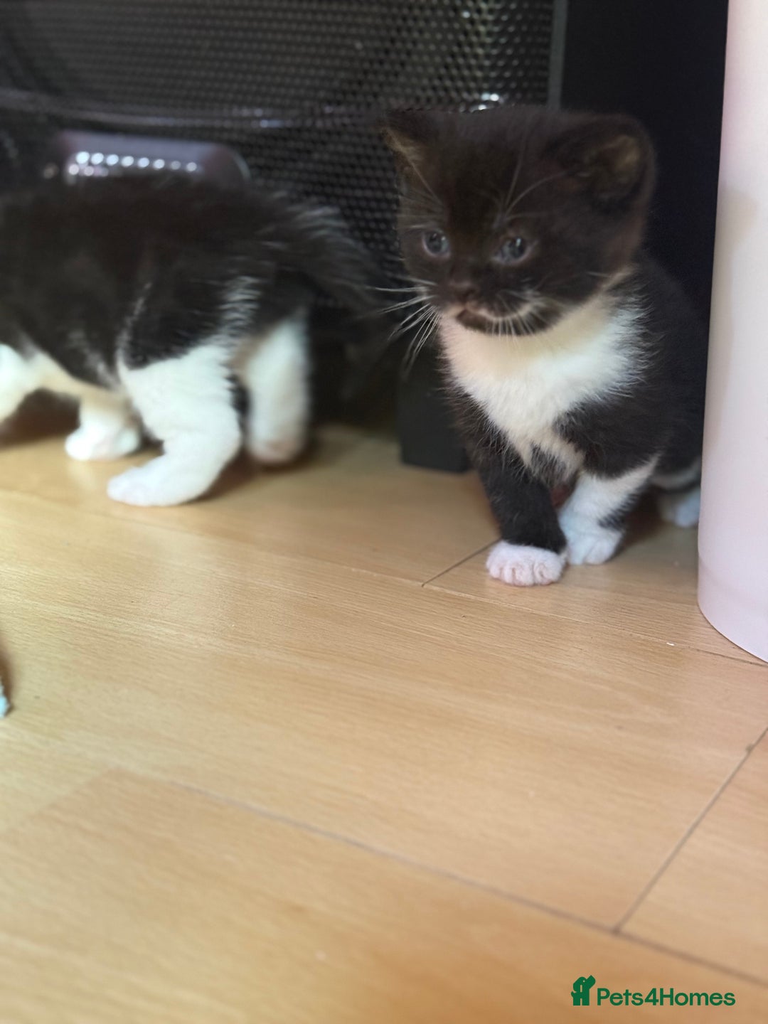 Brazilian Shorthair cats for sale: Kitten 🐈‍⬛  - Image 9