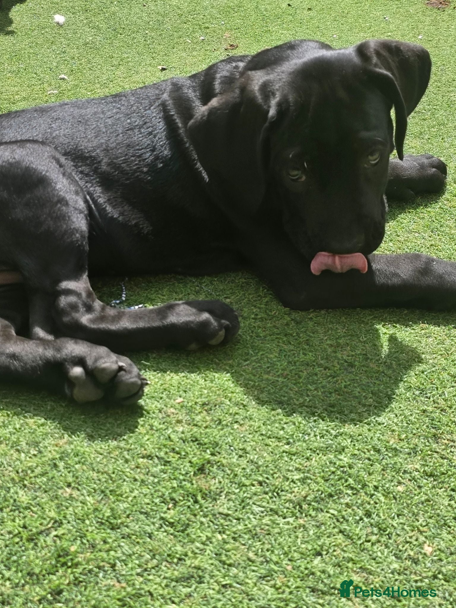Cane Corso dogs Last couple Cane Corso puppies - Advert 4