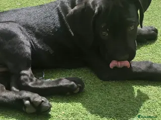 Cane Corso dogs Last couple Cane Corso puppies - Advert 10