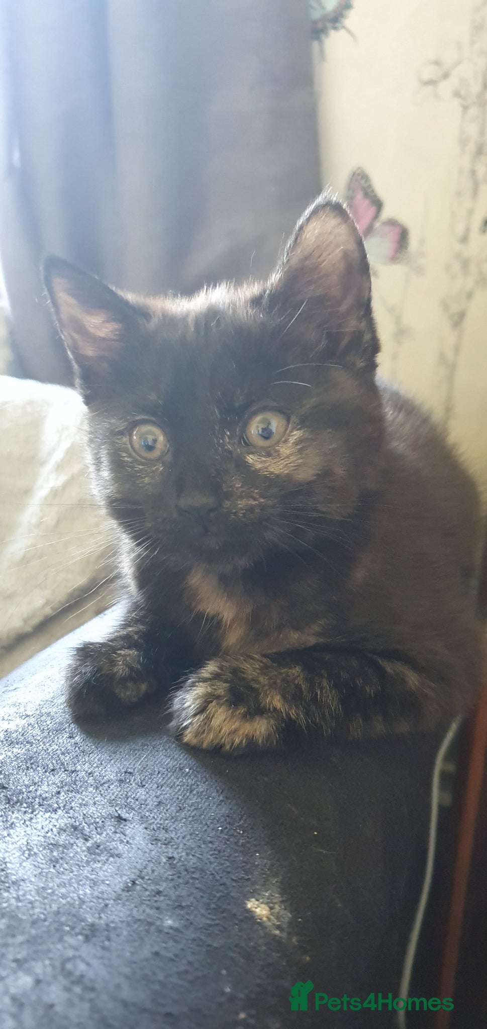 Mixed Breed cats ONLY TORTIE GIRL LEFT  - Advert 16
