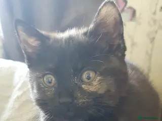 Mixed Breed cats ONLY TORTIE GIRL LEFT - Advert 16