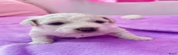 Bichon Frise dogs for sale:  💗KC BICHON FRISE PUPPIES – CHAMPION BLOODLINES💗 - Advert 7