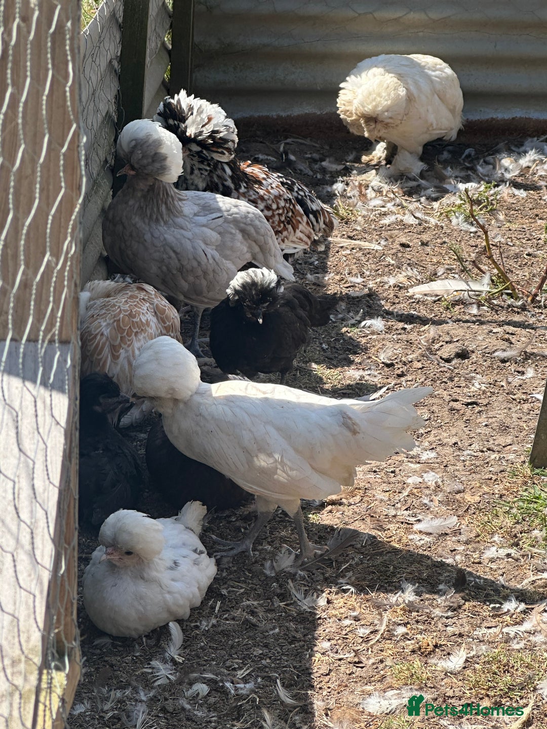 Chickens poultry for sale: Chickens hens polish baby young bantam  in Wimborne - Image 23