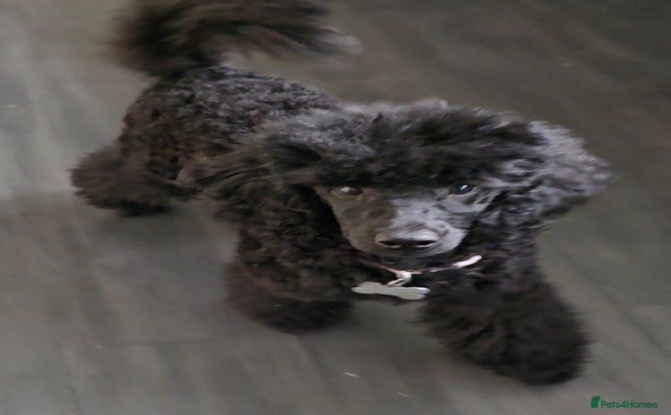 Miniature Poodle dogs in Chelmsford - Advert 8