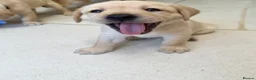 Labrador Retriever dogs for sale: Two adorable golden Labrador puppies in Saffron Walden - Advert 7