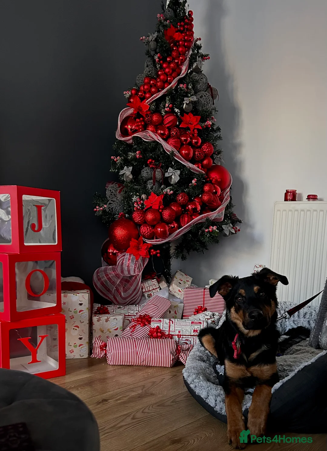 Mixed Breed dogs for sale: German shepherd x Rottweiler  - Advert 3