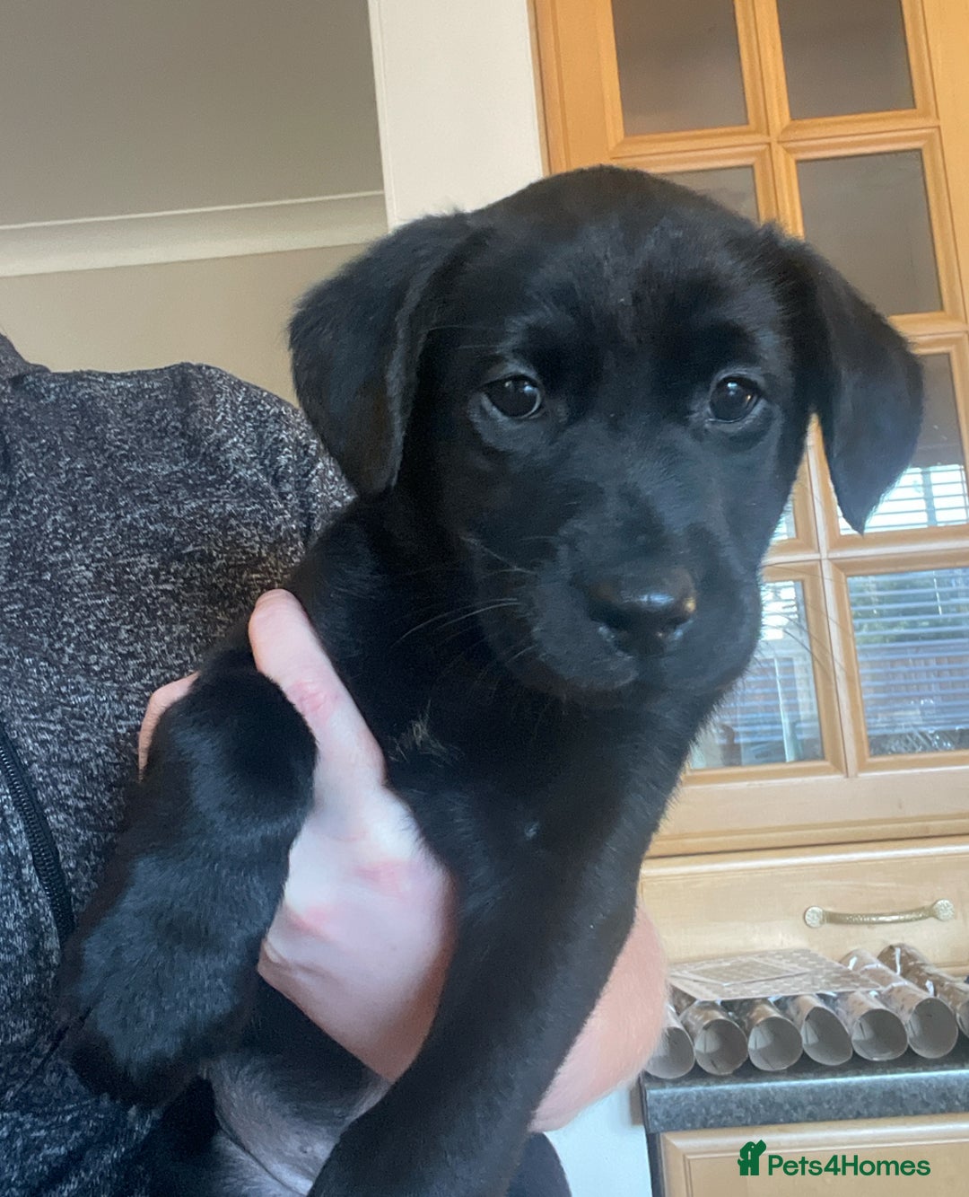 Labrador Retriever dogs for sale: Labrador Retriever Pups  - Advert 6