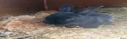 Mixed Breed rabbits for sale: 3 bunnies available  in Tunbridge Wells - Advert 4