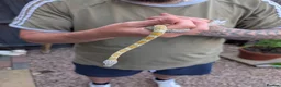 Corn Snake reptiles for sale: Corn snake in Gloucester - Advert 1