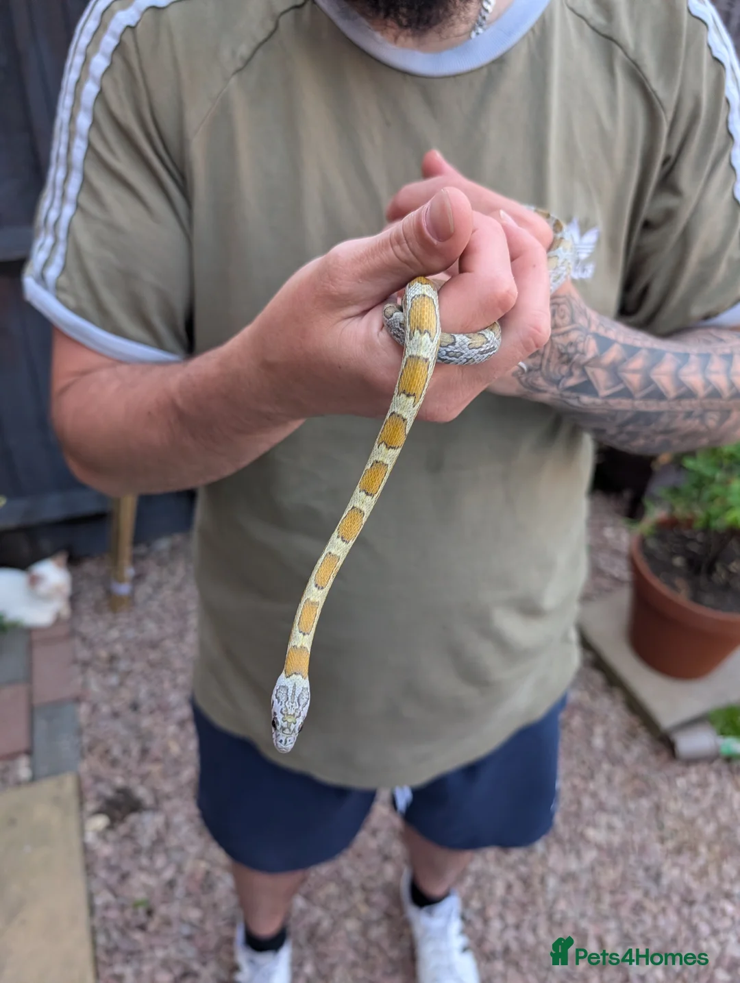 Corn Snake reptiles for sale: Corn snake in Gloucester - Advert 1