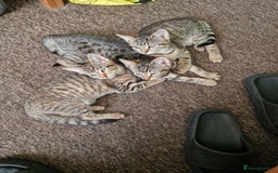 Domestic Shorthair cats for sale: 3 beatiful kittens for the price £200 altogether - Image 12