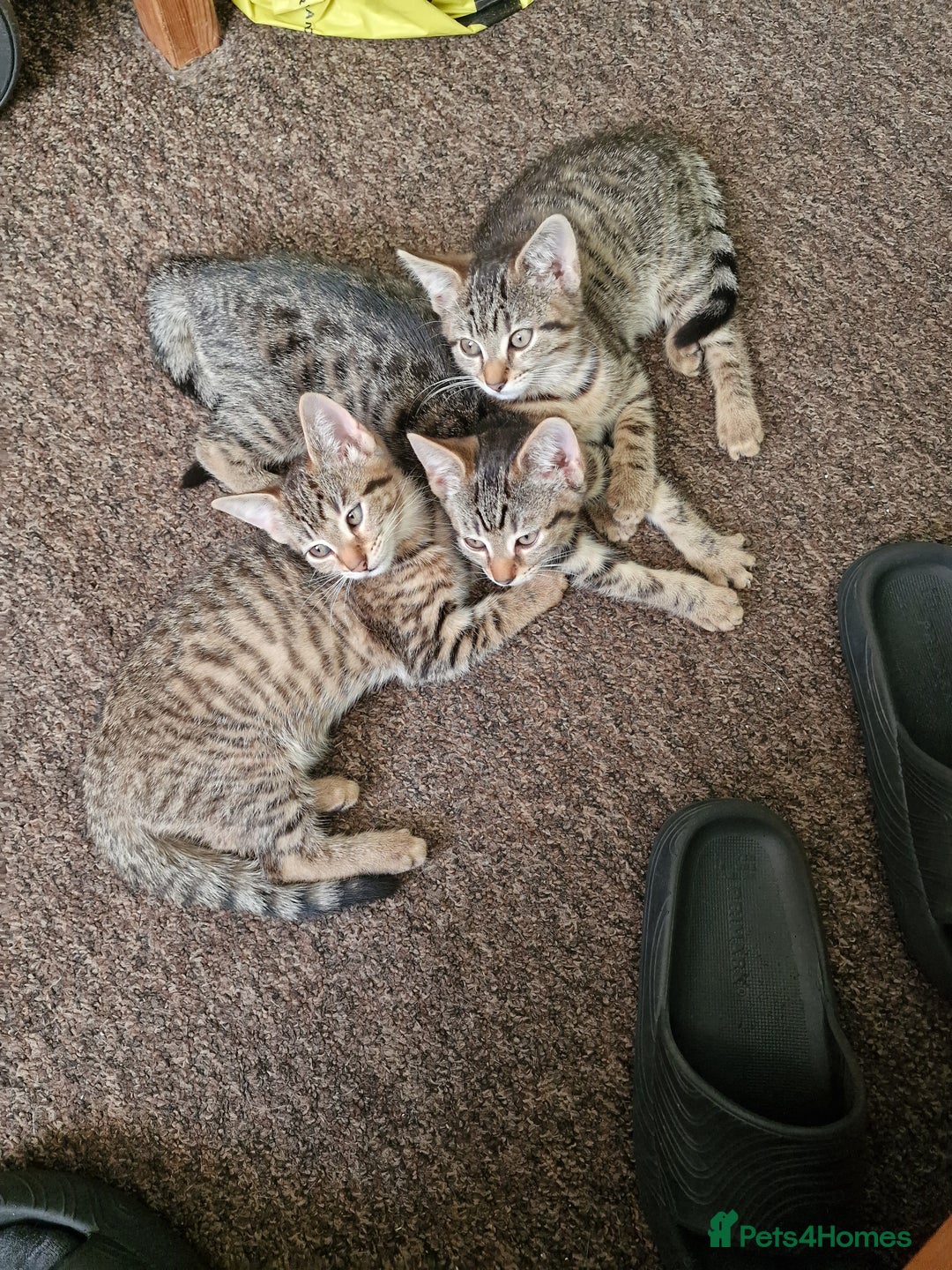 Domestic Shorthair cats for sale: 3 beatiful kittens for the price £200 altogether - Image 12